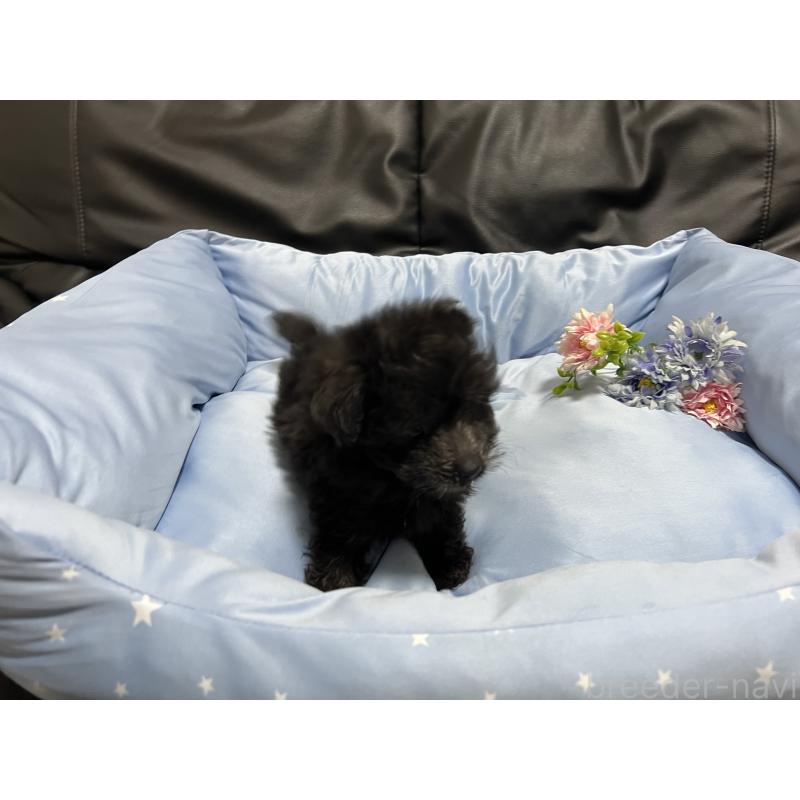 販売中の栃木県のミックス犬-433243