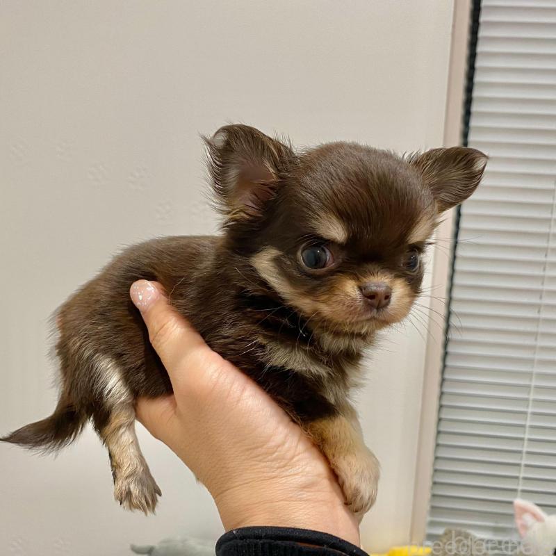 販売中の群馬県のチワワ(ロングコート)-433244の10枚目