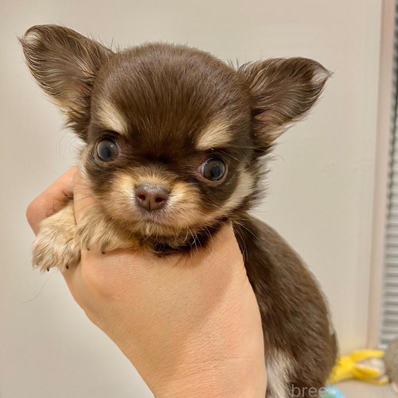 販売中の群馬県のチワワ(ロングコート)-433244の9枚目