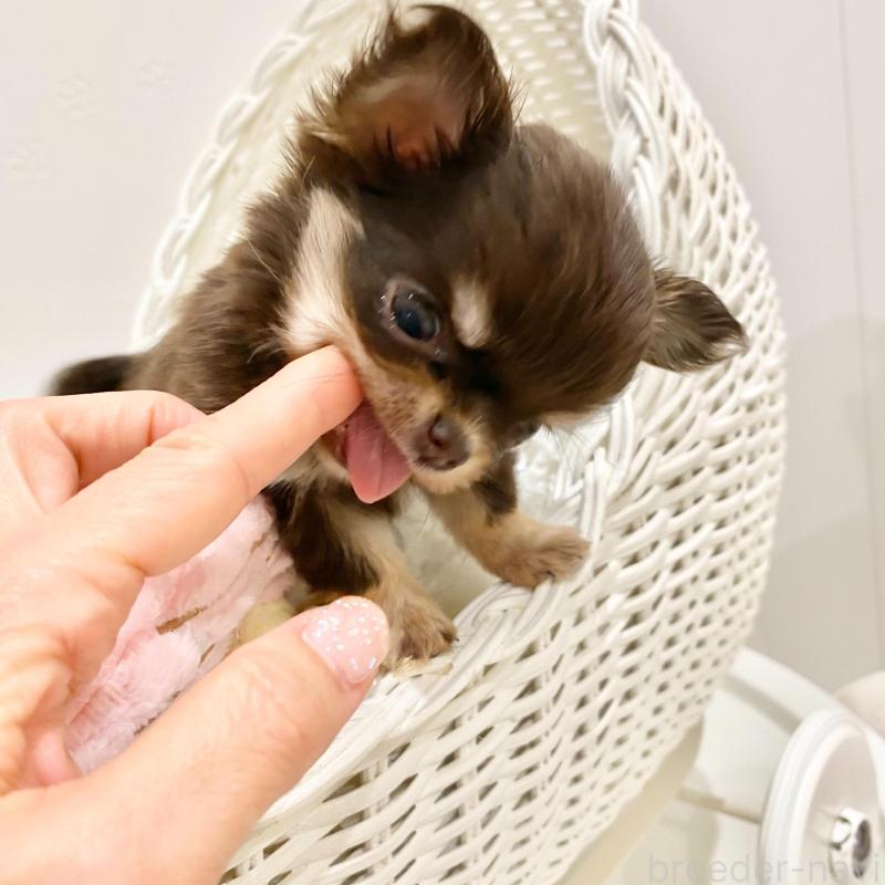 販売中の群馬県のチワワ(ロングコート)-433244の8枚目