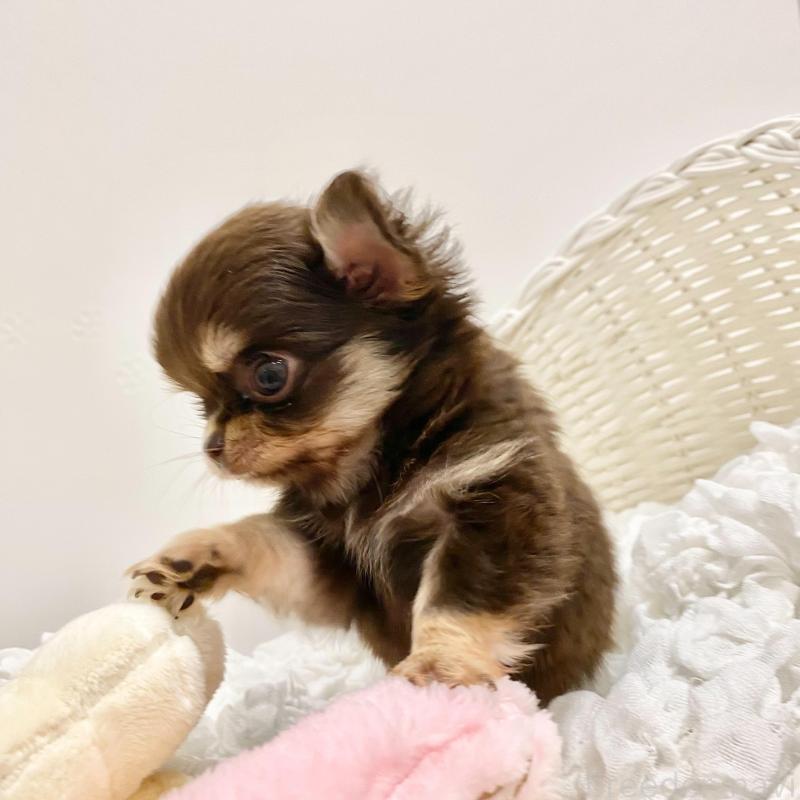 販売中の群馬県のチワワ(ロングコート)-433244の7枚目