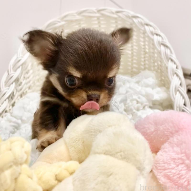 販売中の群馬県のチワワ(ロングコート)-433244の6枚目