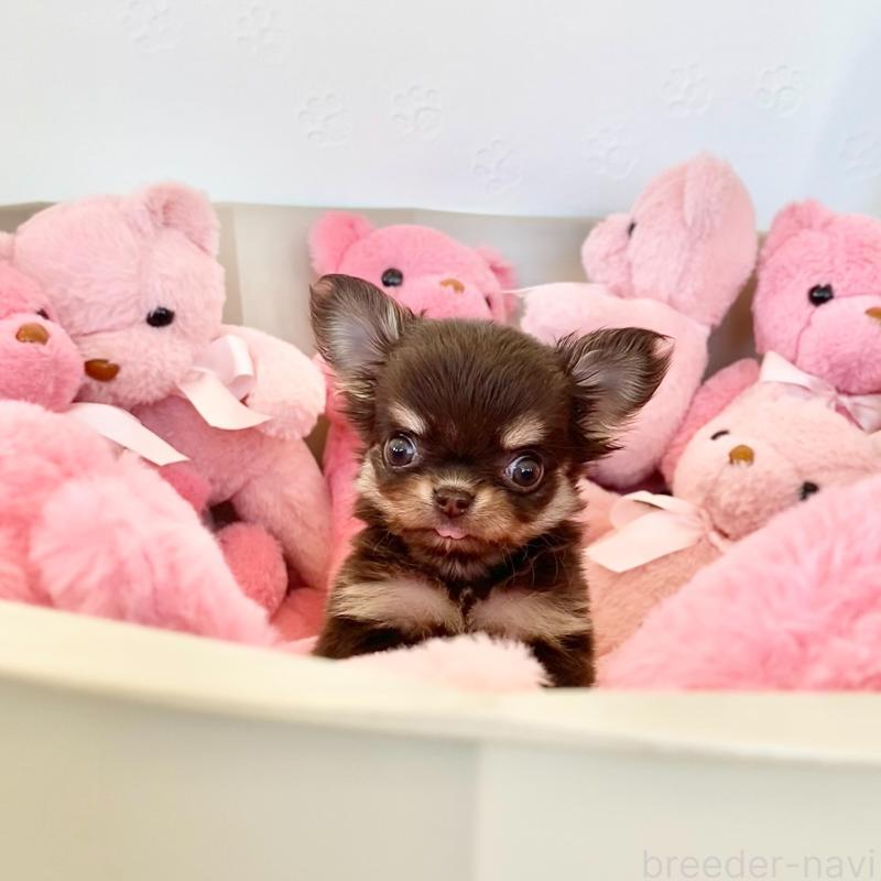 販売中の群馬県のチワワ(ロングコート)-433244の5枚目