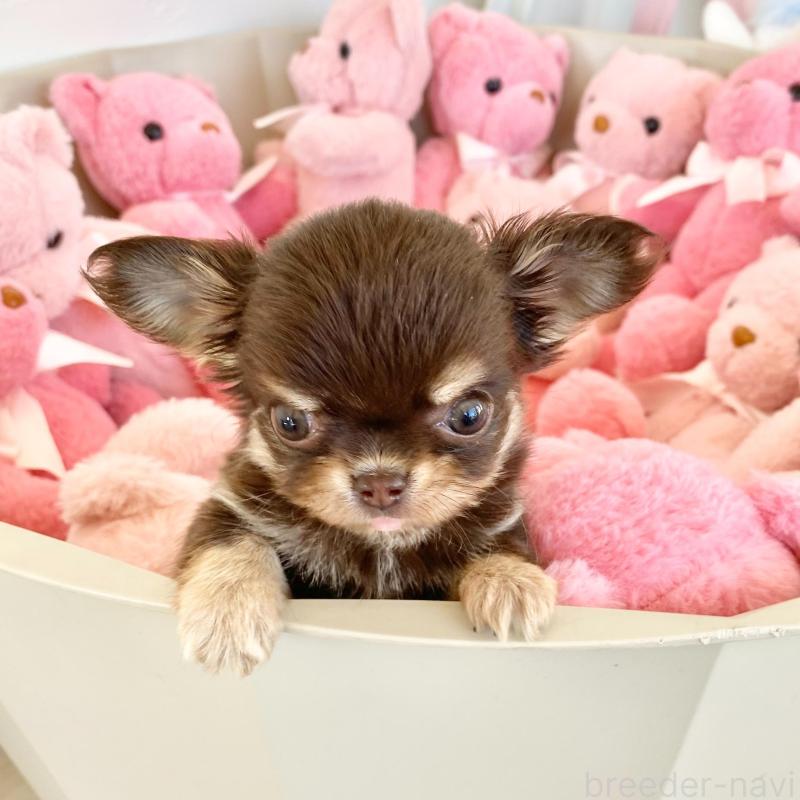 販売中の群馬県のチワワ(ロングコート)-433244の4枚目