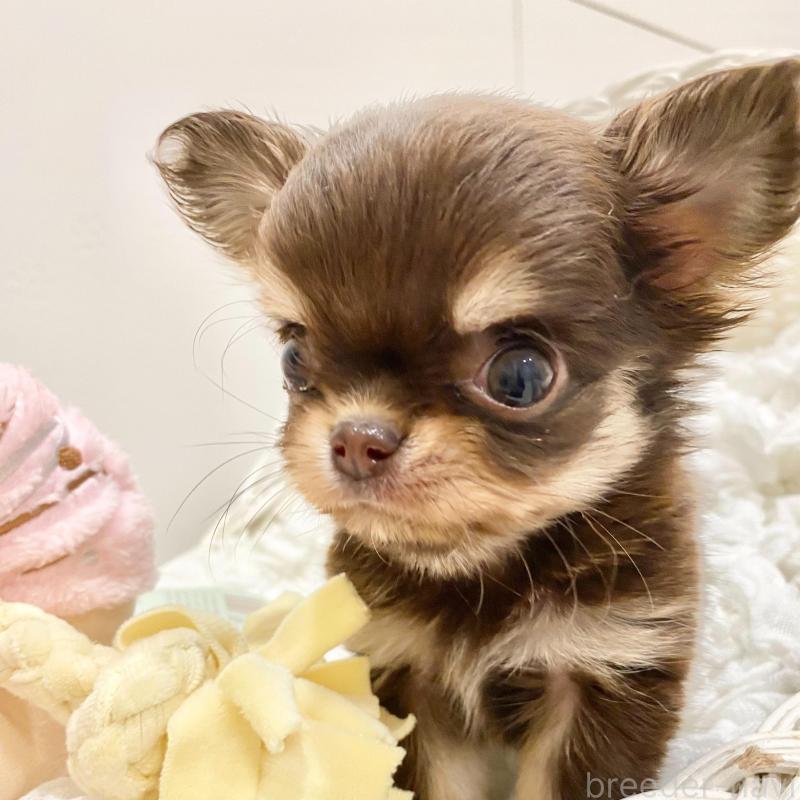 販売中の群馬県のチワワ(ロングコート)-433244の3枚目