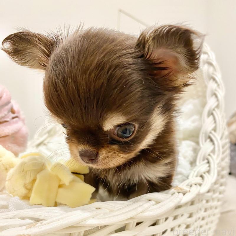 販売中の群馬県のチワワ(ロングコート)-433244の2枚目