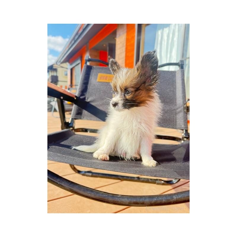 販売中の愛知県のパピヨン-433245の6枚目