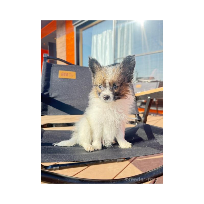 販売中の愛知県のパピヨン-433245