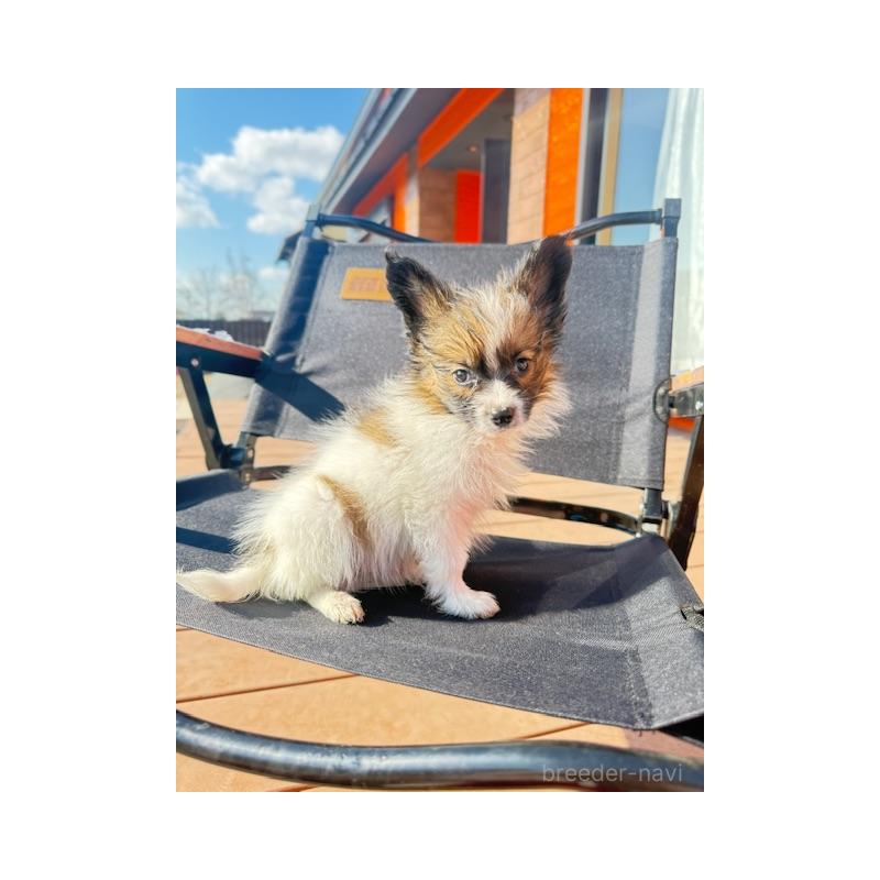 販売中の愛知県のパピヨン-433245の5枚目