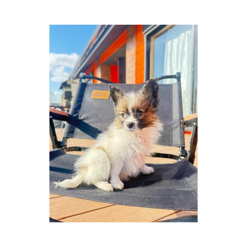 販売中の愛知県のパピヨン-433245の4枚目