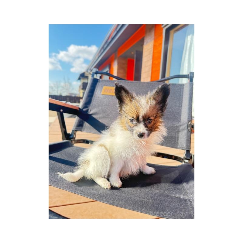 販売中の愛知県のパピヨン-433245の3枚目