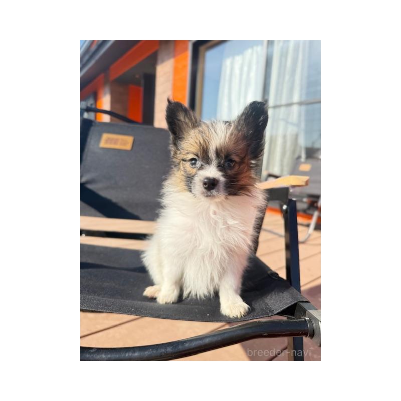 販売中の愛知県のパピヨン-433245の2枚目