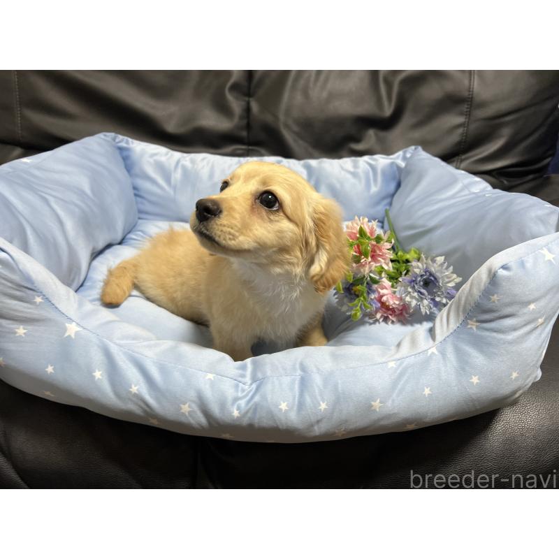 販売中の栃木県のミックス犬-433247