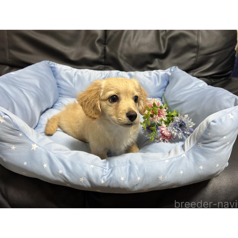 販売中の栃木県のミックス犬-433247の3枚目