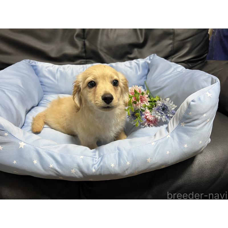 販売中の栃木県のミックス犬-433247の2枚目