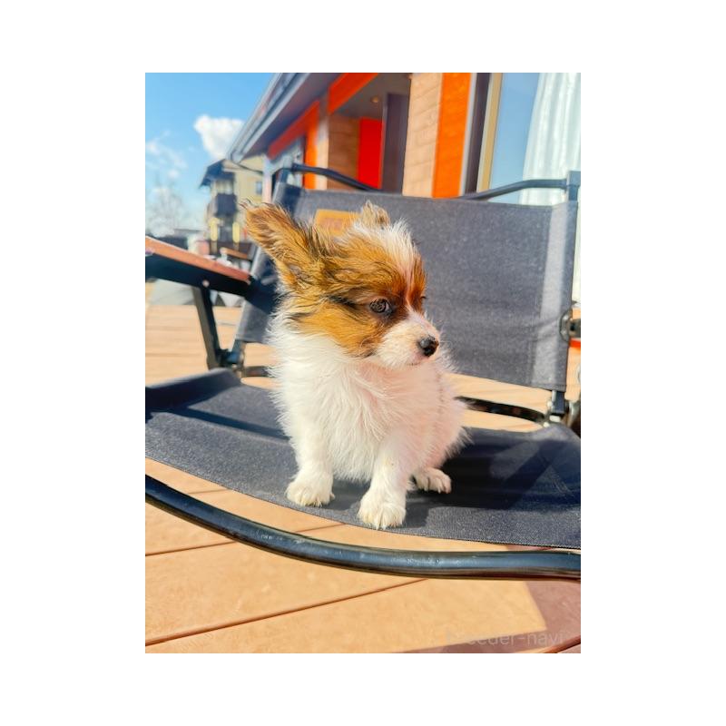 販売中の愛知県のパピヨン-433246の6枚目