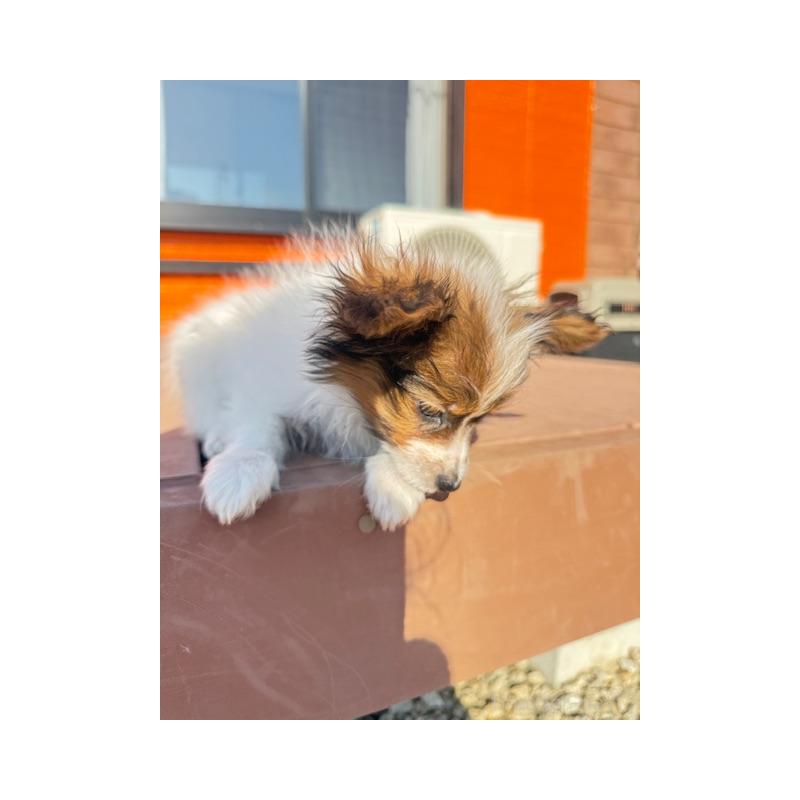 販売中の愛知県のパピヨン-433246の5枚目