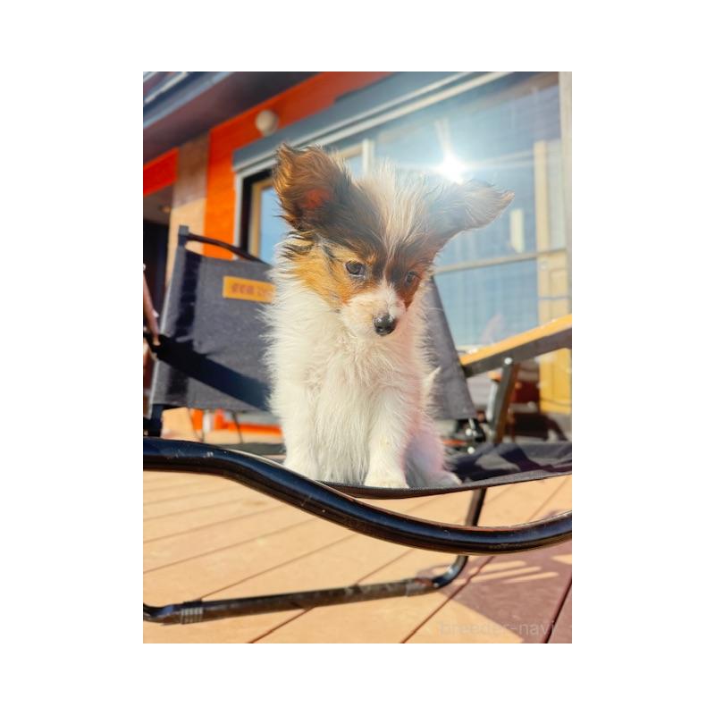 販売中の愛知県のパピヨン-433246の1枚目