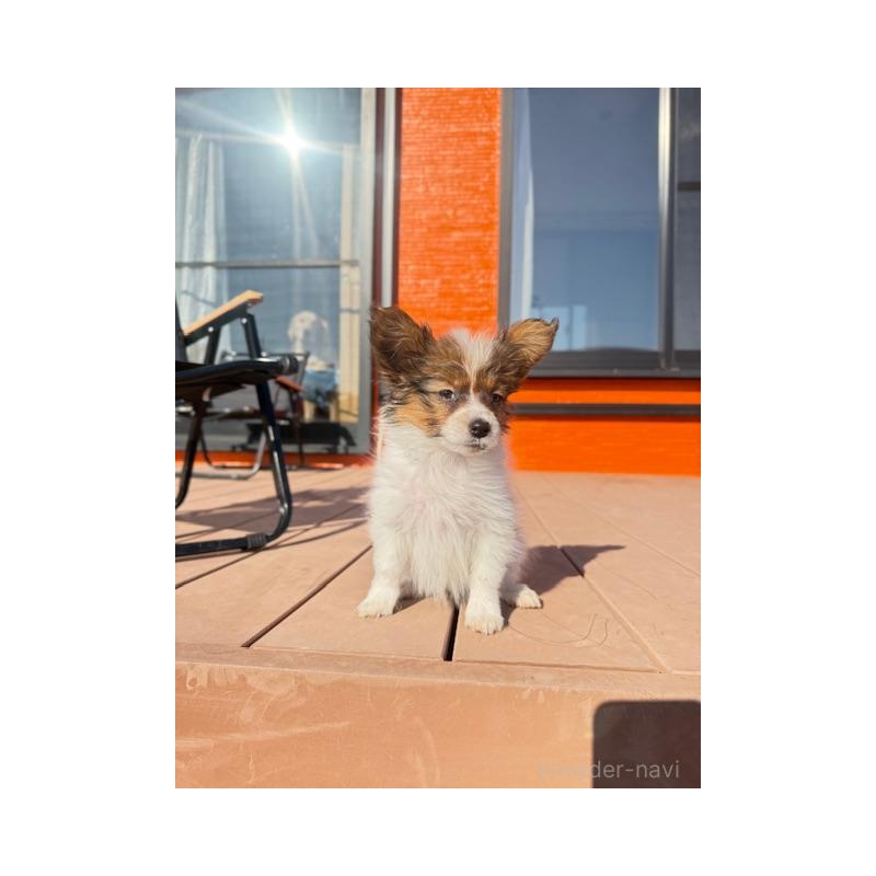 販売中の愛知県のパピヨン-433246の4枚目