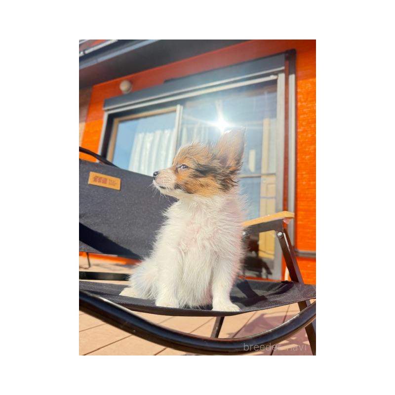 販売中の愛知県のパピヨン-433246の3枚目