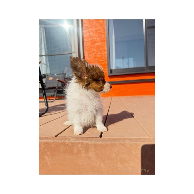 販売中の愛知県のパピヨン-433246の2枚目