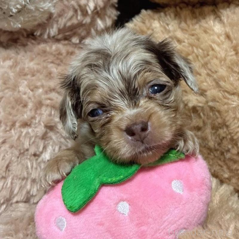 販売中の茨城県のチワックス:チワワ×ミニチュアダックスフンド-433248の6枚目