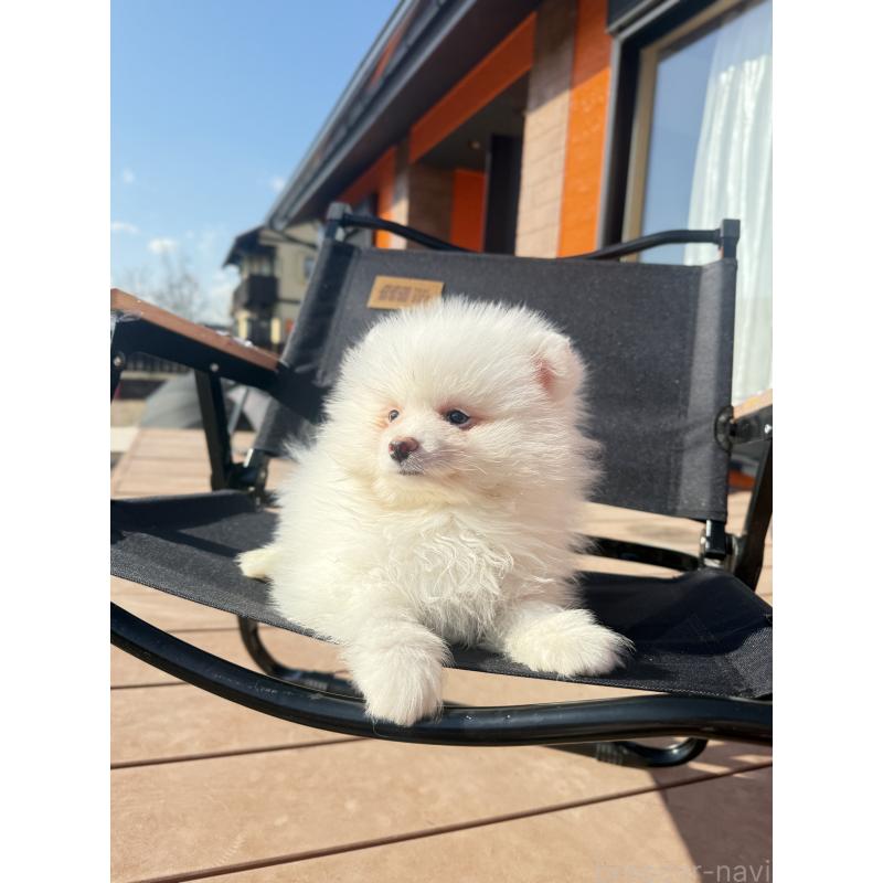 販売中の愛知県のポメラニアン-433249の1枚目