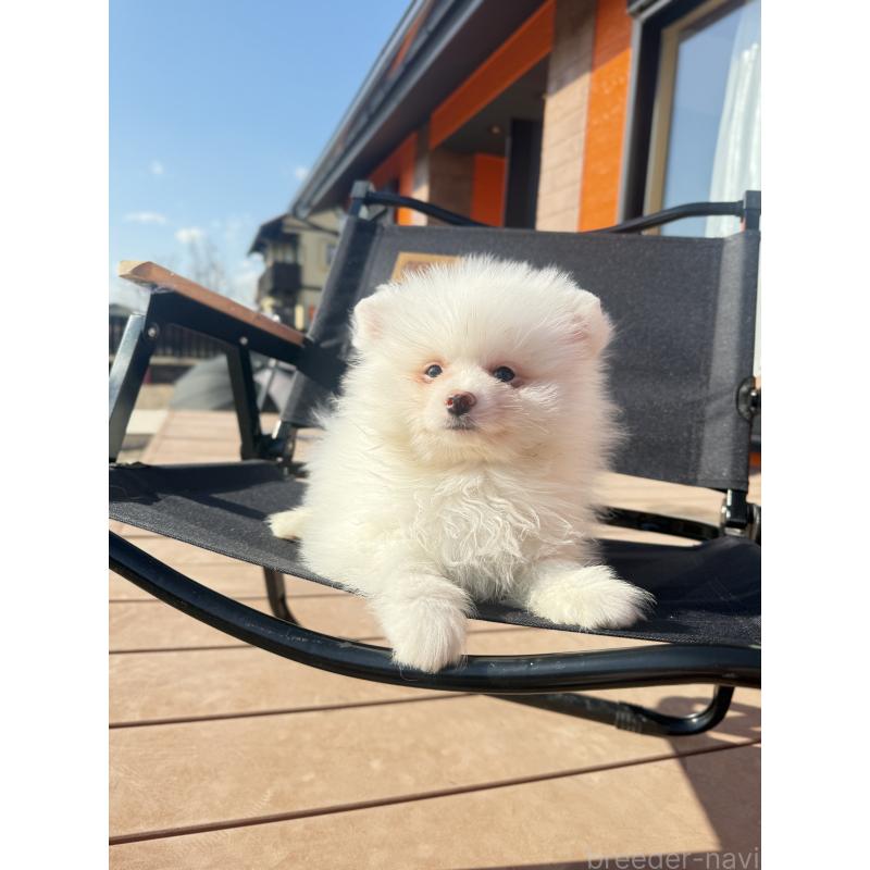 販売中の愛知県のポメラニアン-433249の5枚目