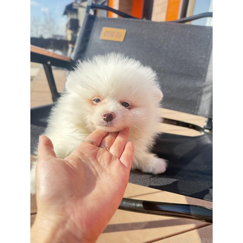 販売中の愛知県のポメラニアン-433249の4枚目