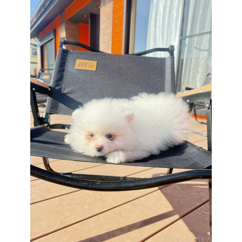 販売中の愛知県のポメラニアン-433249の3枚目