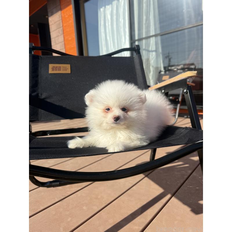 販売中の愛知県のポメラニアン-433249の2枚目