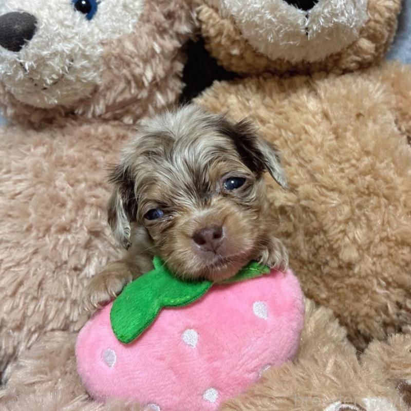 販売中の茨城県のチワックス:チワワ×ミニチュアダックスフンド-433248の1枚目