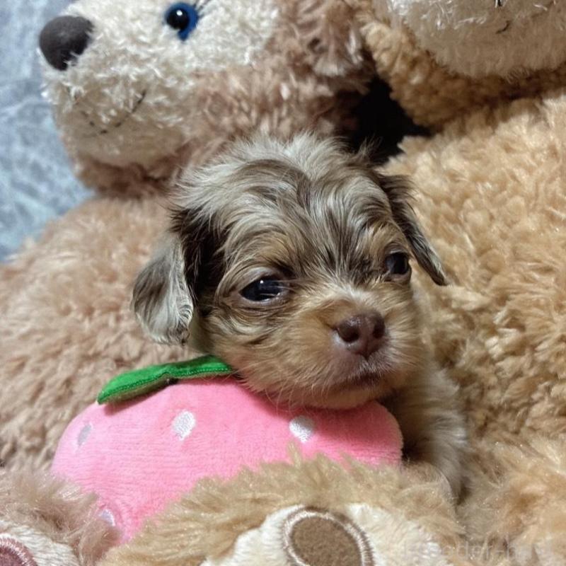 販売中の茨城県のチワックス:チワワ×ミニチュアダックスフンド-433248の5枚目