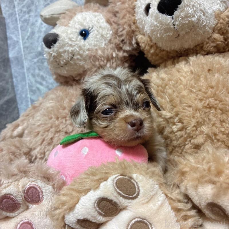 販売中の茨城県のチワックス:チワワ×ミニチュアダックスフンド-433248の3枚目