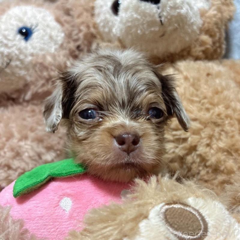 販売中の茨城県のチワックス:チワワ×ミニチュアダックスフンド-433248の2枚目