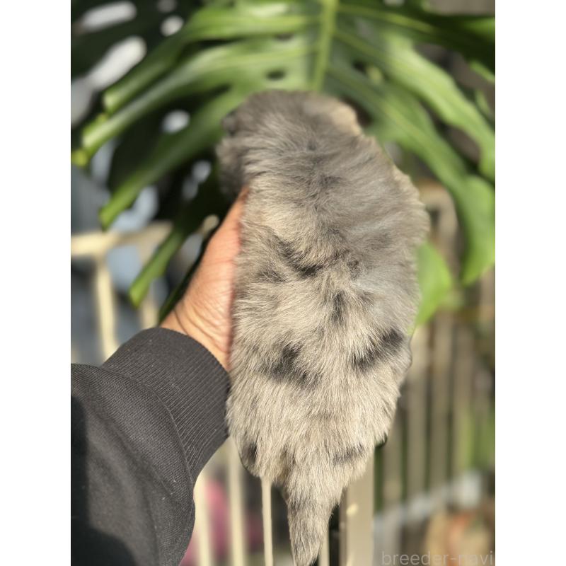 販売中の静岡県のポメチワ:ポメラニアン×チワワ-433250の4枚目