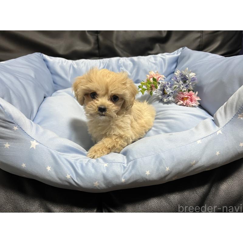 販売中の栃木県のミックス犬-433251の1枚目