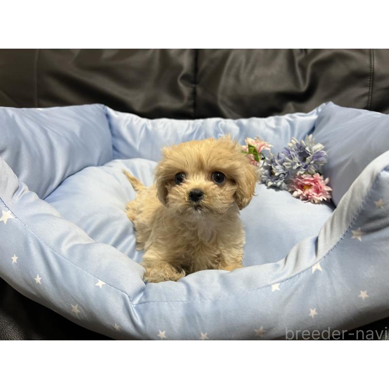 販売中の栃木県のミックス犬-433251の4枚目