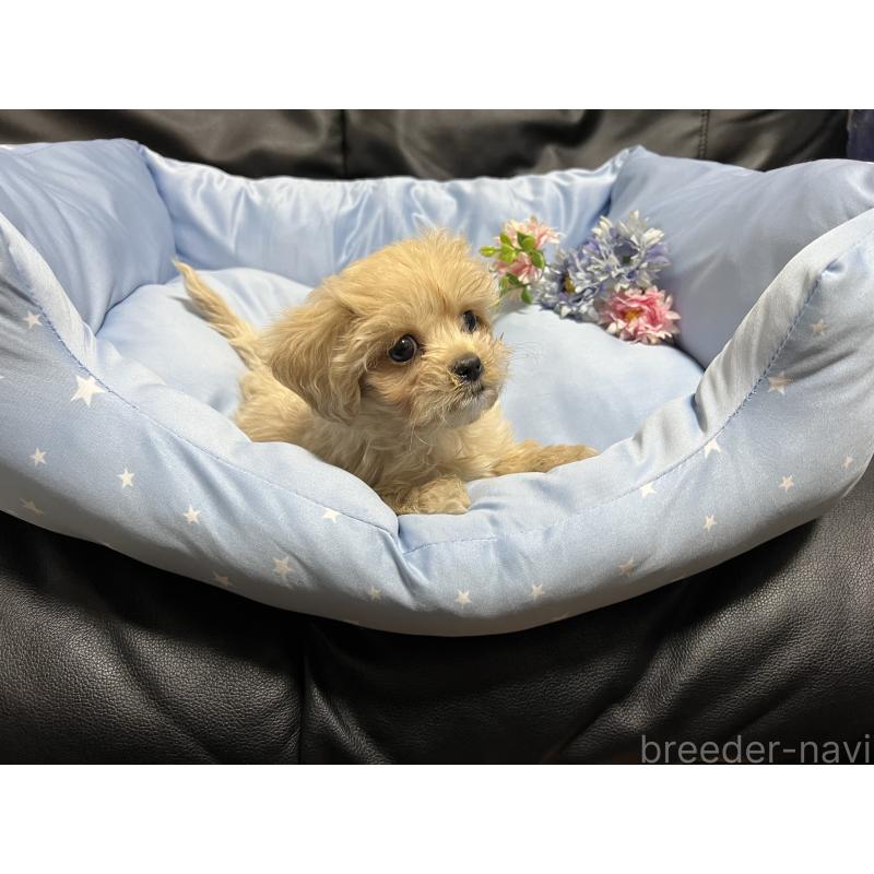 販売中の栃木県のミックス犬-433251の3枚目