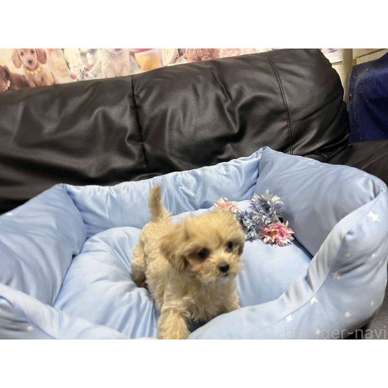 販売中の栃木県のミックス犬-433251の2枚目