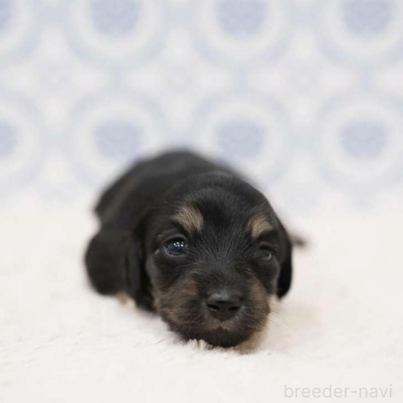 販売中の埼玉県のカニンヘンダックスフンド(ロングヘアード)-433252の1枚目