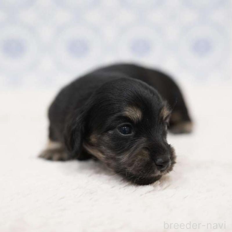 販売中の埼玉県のカニンヘンダックスフンド(ロングヘアード)-433252の6枚目