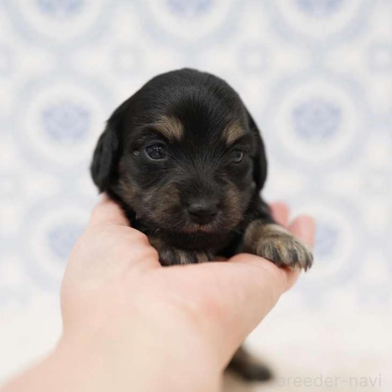 販売中の埼玉県のカニンヘンダックスフンド(ロングヘアード)-433252の5枚目