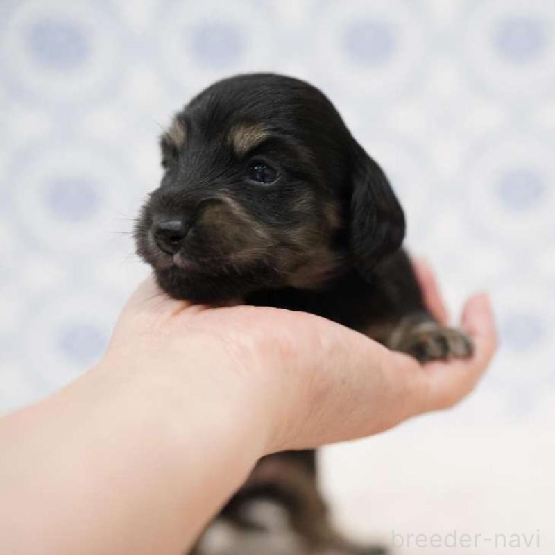 販売中の埼玉県のカニンヘンダックスフンド(ロングヘアード)-433252の4枚目