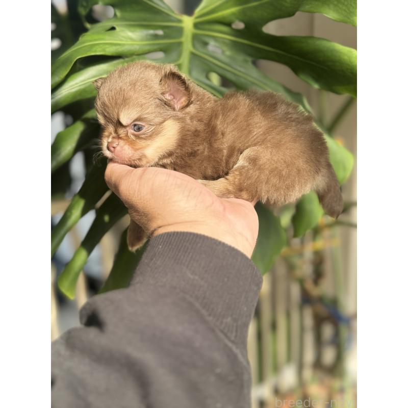 販売中の静岡県のポメチワ:ポメラニアン×チワワ-433253の4枚目