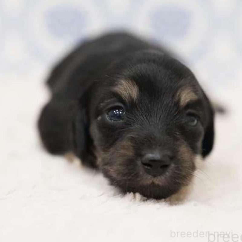 販売中の埼玉県のカニンヘンダックスフンド(ロングヘアード)-433252の3枚目