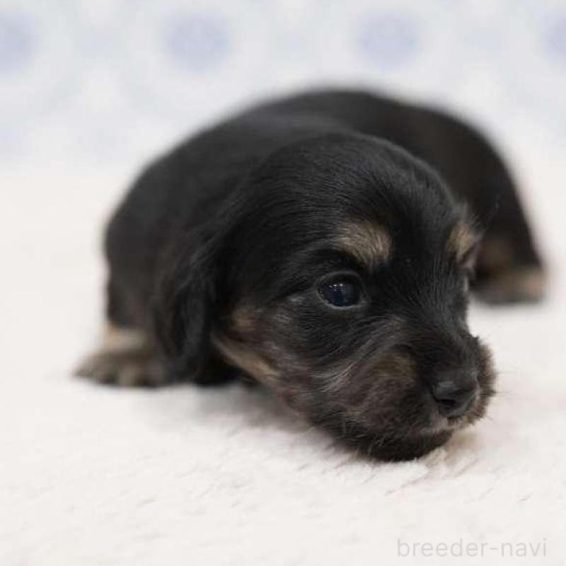 販売中の埼玉県のカニンヘンダックスフンド(ロングヘアード)-433252の2枚目