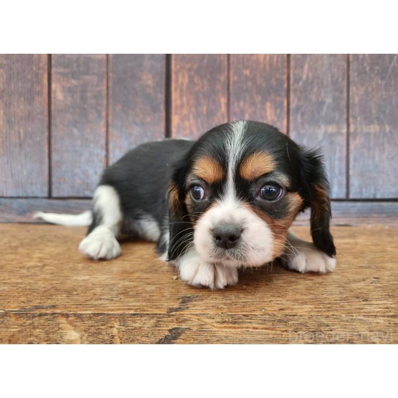 販売中の大阪府のミックス犬-433255の11枚目