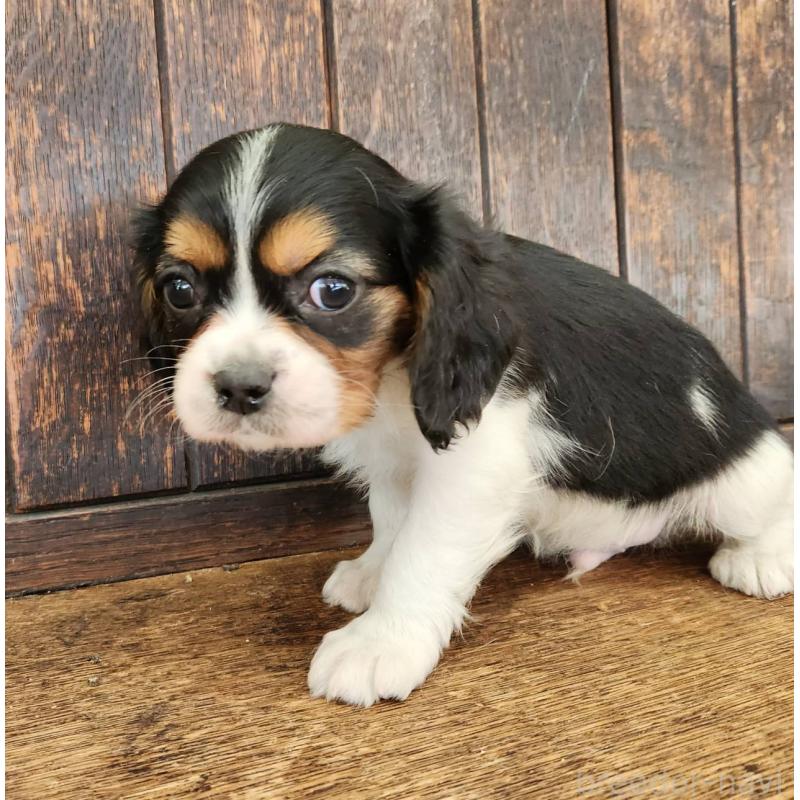 販売中の大阪府のミックス犬-433255の10枚目