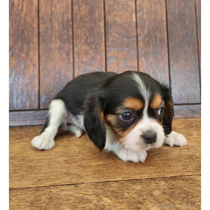 販売中の大阪府のミックス犬-433255の9枚目